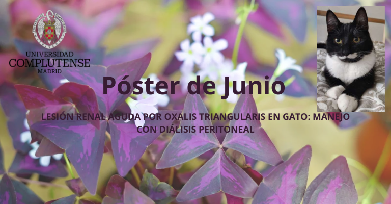 Lesión Renal Aguda por Oxalis Triangularis en Gato: Manejo con Diálisis Peritoneal